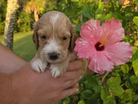 Apricot with white 2, a male Cockapoo for sale in Fort Myers, FL – 6 of 7