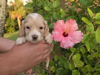 Apricot with white, a male Cockapoo for sale in Fort Myers, FL – 7 of 7