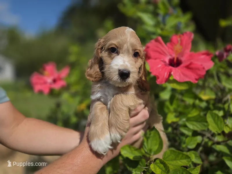 Apricot with white 2 – Cockapoo puppy for sale in Fort Myers, FL