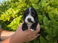 Black with white, a male Cockapoo for sale in Fort Myers, FL – 3 of 7