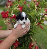 Stunning parti travel size, a male Cockapoo for sale in Fort Myers, FL – 9 of 9