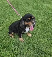 AKC Mystical Gigi Legacy , a female Cocker Spaniel for sale in Fort Myers, FL – 5 of 7