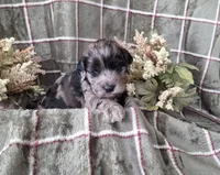 Tri colored, a female Cockapoo for sale in Fort Myers, FL – 3 of 6