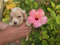 Apricot with white, a male Cockapoo for sale in Fort Myers, FL – 6 of 7