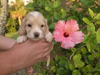 Apricot with white, a male Cockapoo for sale in Fort Myers, FL – 5 of 7