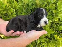 Black with white, a male Cockapoo for sale in Fort Myers, FL – 5 of 7