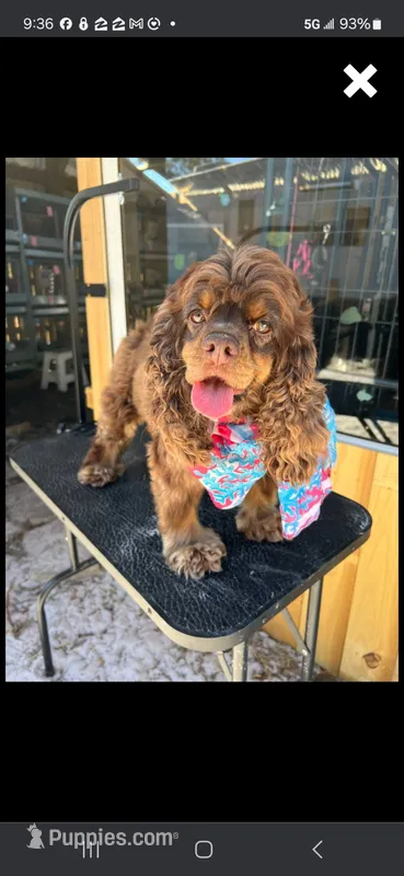 Robins Katy Girl – Cocker Spaniel puppy for sale in Fort Myers, FL