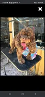 Robins Katy Girl, a female Cocker Spaniel for sale in Fort Myers, FL – 1 of 1