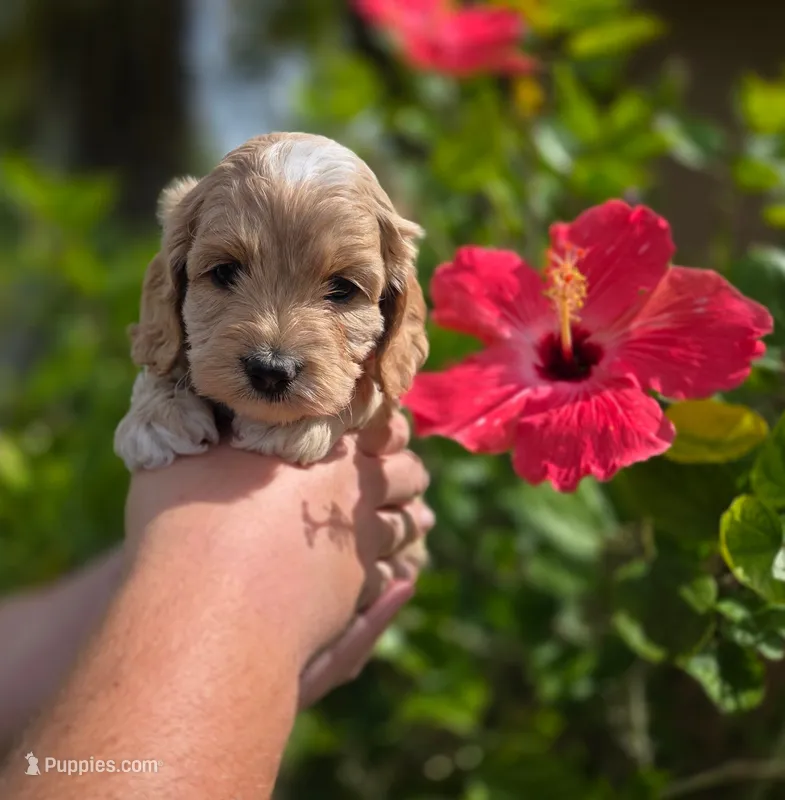Apricot with white – Cockapoo puppy for sale in Fort Myers, FL