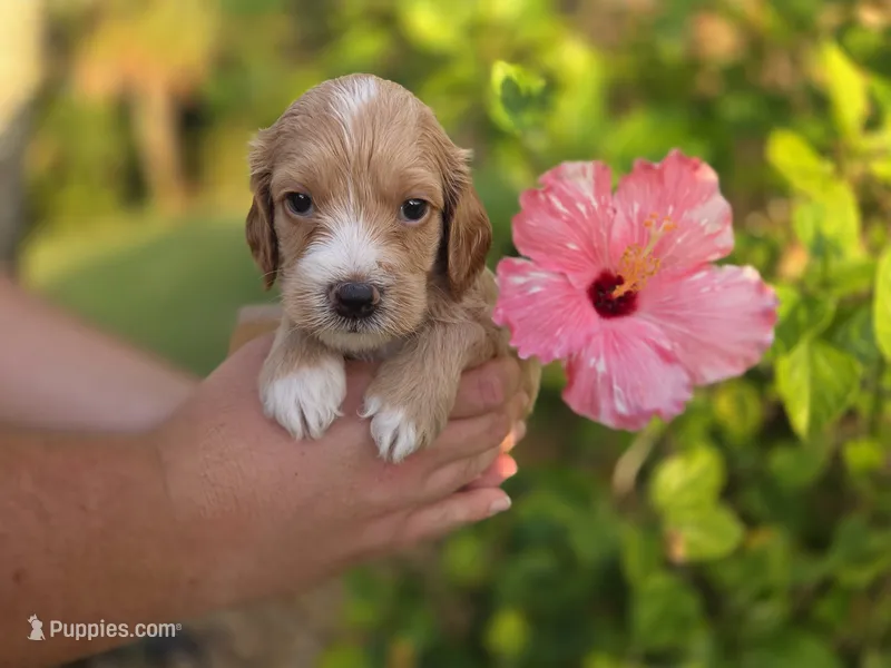 Apricot with white 2 – Cockapoo puppy for sale in Fort Myers, FL