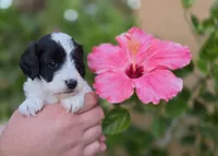 Gorgeous tri-colored colored parti 11lbs, a male Cockapoo for sale in Fort Myers, FL – Photo 4 of 6