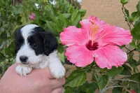 Gorgeous tri-colored colored parti 11lbs, a male Cockapoo for sale in Fort Myers, FL – Photo 5 of 6