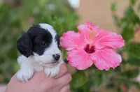 Gorgeous tri-colored colored parti 11lbs, a male Cockapoo for sale in Fort Myers, FL – Photo 2 of 6