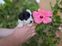 Gorgeous tri-colored colored parti 11lbs, a male Cockapoo for sale in Fort Myers, FL – Photo 6 of 6