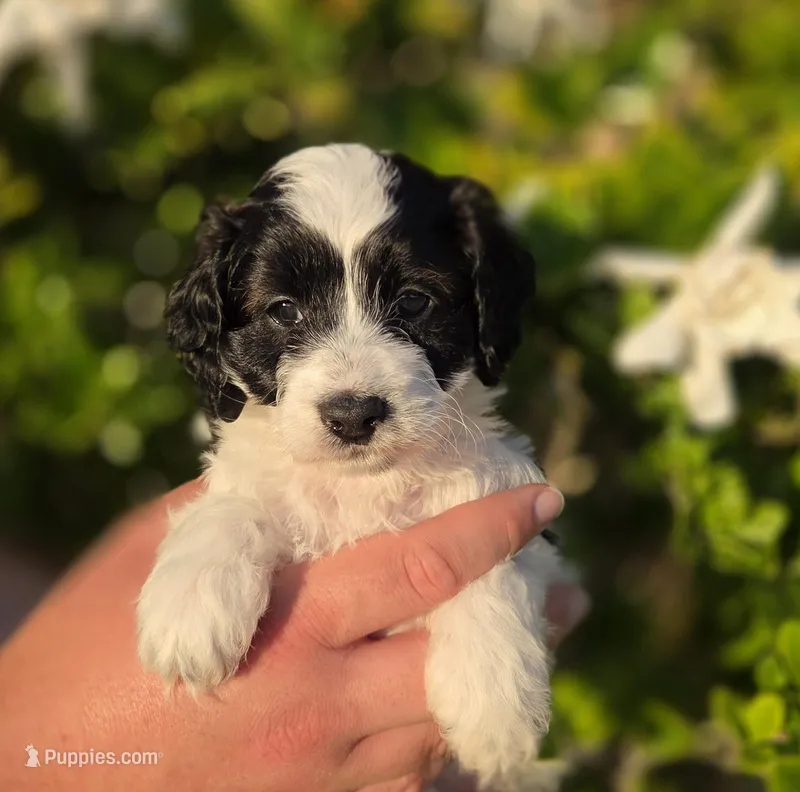 Gorgeous tri-colored colored parti 11lbs – Cockapoo puppy for sale in Fort Myers, FL