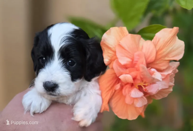 Gorgeous tri-colored colored parti 11lbs – Cockapoo puppy for sale in Fort Myers, FL