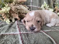 Apricot with white, a male Cockapoo for sale in Fort Myers, FL – 5 of 5