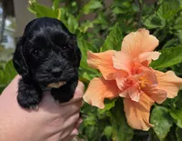 Rue1, a female Cockapoo for sale in Fort Myers, FL – Photo 3 of 4