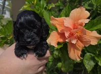 Rue1, a female Cockapoo for sale in Fort Myers, FL – Photo 4 of 4