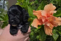 Rue1, a female Cockapoo for sale in Fort Myers, FL – Photo 2 of 4