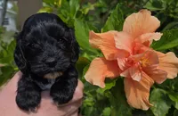 Rue1, a female Cockapoo for sale in Fort Myers, FL – Photo 1 of 4