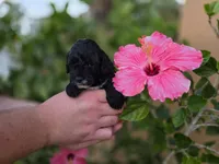 Stunning tri-colored phantom 11lbs, a female Cockapoo for sale in Fort Myers, FL – Photo 4 of 7