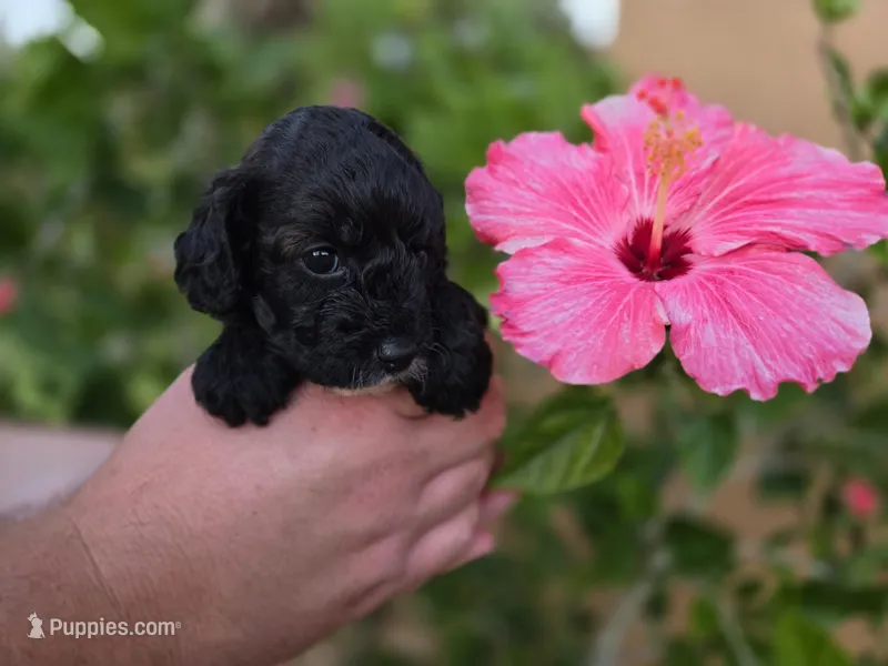 Stunning tri-colored phantom 11lbs – Cockapoo puppy for sale in Fort Myers, FL