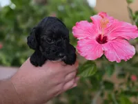 Stunning tri-colored phantom 11lbs, a female Cockapoo for sale in Fort Myers, FL – Photo 1 of 7