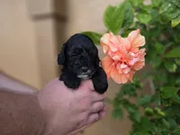 Stunning tri-colored phantom 11lbs, a female Cockapoo for sale in Fort Myers, FL – Photo 7 of 7