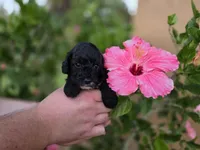 Stunning tri-colored phantom 11lbs, a female Cockapoo for sale in Fort Myers, FL – Photo 2 of 7