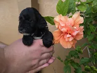Stunning tri-colored phantom 11lbs, a female Cockapoo for sale in Fort Myers, FL – Photo 3 of 7