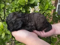Stunning tri-colored phantom 11lbs, a female Cockapoo for sale in Fort Myers, FL – Photo 6 of 7