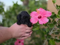 Stunning tri-colored phantom 11lbs, a female Cockapoo for sale in Fort Myers, FL – Photo 5 of 7