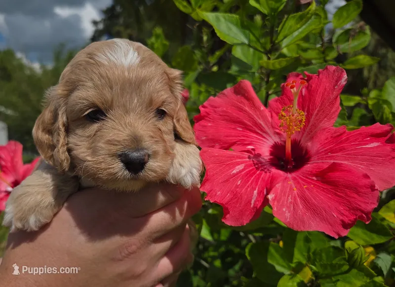 Apricot with white – Cockapoo puppy for sale in Fort Myers, FL