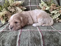 Apricot with white, a male Cockapoo for sale in Fort Myers, FL – 2 of 5