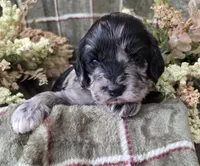 Tri colored, a female Cockapoo for sale in Fort Myers, FL – 1 of 5