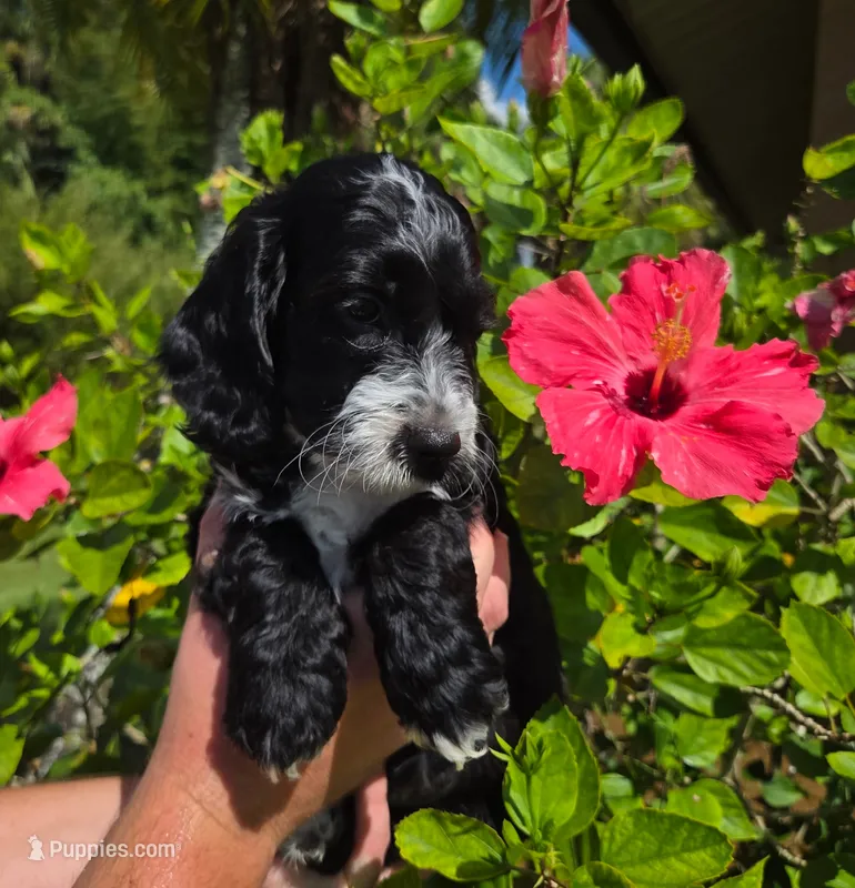 Black with white – Cockapoo puppy for sale in Fort Myers, FL