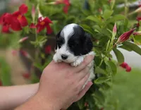 Stunning parti travel size, a male Cockapoo for sale in Fort Myers, FL – 2 of 9