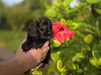 Black with white, a male Cockapoo for sale in Fort Myers, FL – 4 of 4