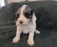 Grey and white, a female Cockapoo for sale in Fort Myers, FL – Photo 5 of 10