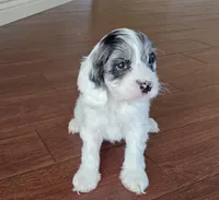 Grey and white, a female Cockapoo for sale in Fort Myers, FL – Photo 2 of 10