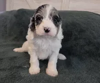 Grey and white, a female Cockapoo for sale in Fort Myers, FL – Photo 3 of 10