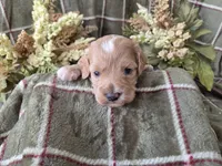 Apricot with white, a male Cockapoo for sale in Fort Myers, FL – 4 of 5