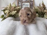 processed/6af2c337-7cf0-4aa7-be38-28c8f9d61865/listing/bd4484aa-4133-4c17-a791-e75d2a458c1b/4a60c662-979e-4487-8f12-5e823187ae00