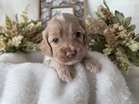 processed/6af2c337-7cf0-4aa7-be38-28c8f9d61865/listing/bd4484aa-4133-4c17-a791-e75d2a458c1b/cdf07e1a-c807-4020-809c-284bb498164e