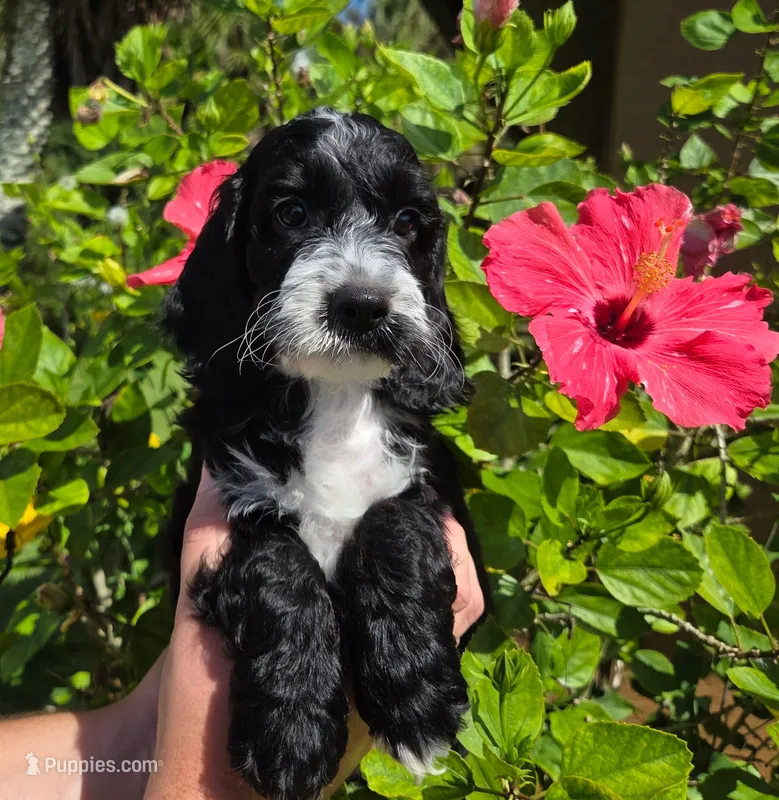 Black with white – Cockapoo puppy for sale in Fort Myers, FL