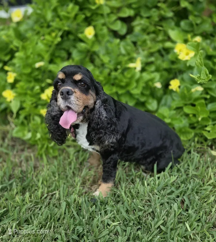 AKC Mystical Gigi Legacy  – Cocker Spaniel puppy for sale in Fort Myers, FL