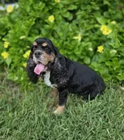 AKC Mystical Gigi Legacy , a female Cocker Spaniel for sale in Fort Myers, FL – 1 of 7