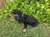 AKC Mystical Gigi Legacy , a female Cocker Spaniel for sale in Fort Myers, FL – 7 of 7
