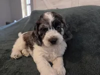 Tri colored, a male Cockapoo for sale in Fort Myers, FL – Photo 1 of 6